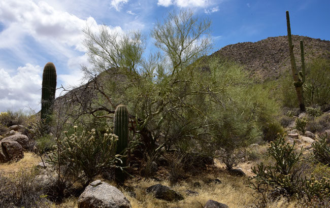 Yellow Paloverde is a shrub or small tree that grows up to 25 feet and prefers dry rocky hillsides and mesas, less common in washes than Blue Paloverde. Parkinsonia microphylla